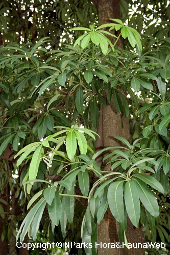Pulai