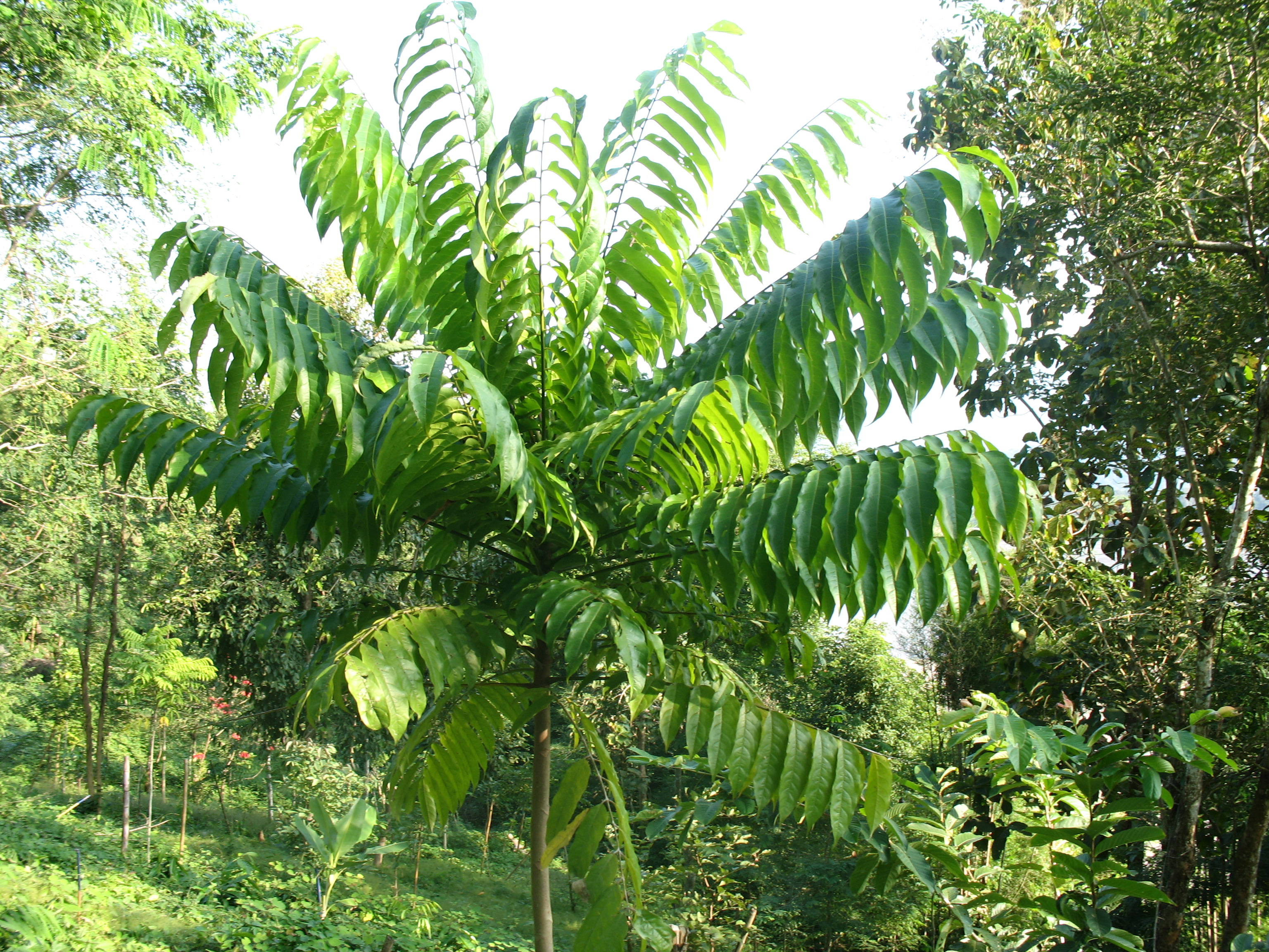 Sengkuang